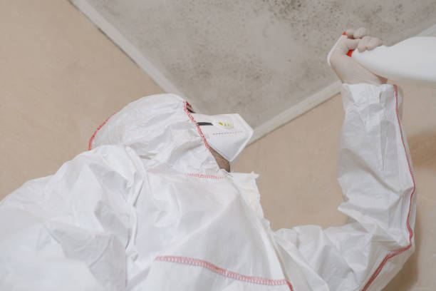 Best Mold Removal and Inspection  in Eden Prairie, MN