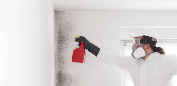 Best Certified Mold Removal  in Eden Prairie, MN