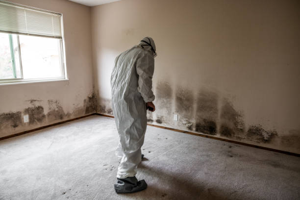 Best Commercial Mold Removal  in Eden Prairie, MN