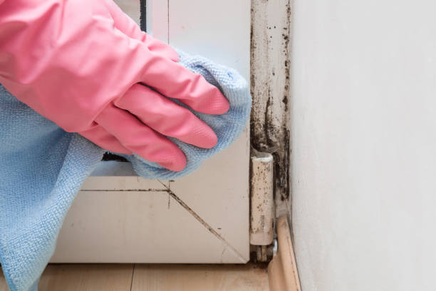 Best Home Mold Removal  in Eden Prairie, MN